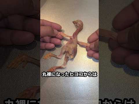 本当に簡単なヒヨコの食べ方 / How to Eat a Chick