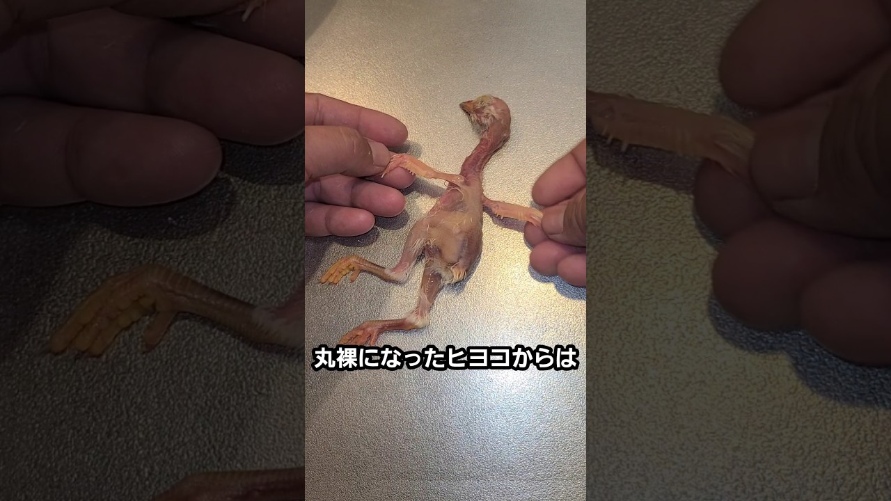 本当に簡単なヒヨコの食べ方 / How to Eat a Chick