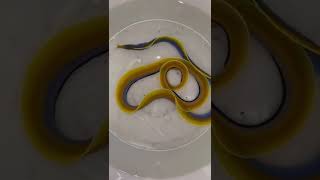 Ribbon Eel Fish | It’s not Snake