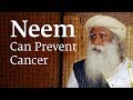 How Consuming Neem Can Prevent Cancer – Sadhguru
