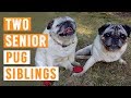 Two Senior Pug Siblings
