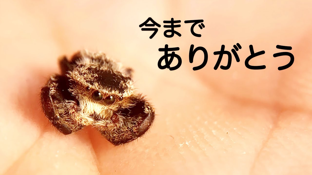 大好きなクモとの突然のお別れ...亡骸を発見して埋葬するまでの2日間。