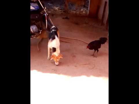 Dog and Cock Fight in Himanshu Machhirke Home