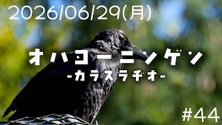Download lagu 【2026/06/29(月)】 オハヨーニンゲン -カラスラヂオ-  #44 mp3