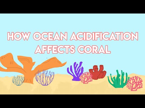 Breakthrough Junior Challenge 2022: How ocean acidification affects coral