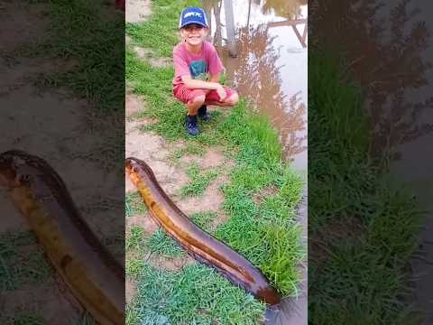 😱 Pesca sorpresa 😱 #anguilla  #anguila #anguille