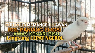Download lagu kenari gacor panjang Cuit Cuit EMOSI, Pancingan Kenari Paud Belajar Bunyi, terapi AMPUH Kenari MACET mp3