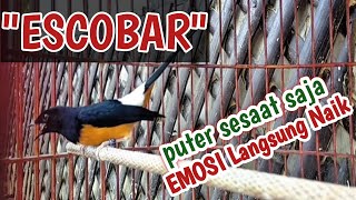 Download lagu Murai batu ESCOBAR fighter tinggi full materi, pancingan cepat gacor rangsang emosi fighter mp3