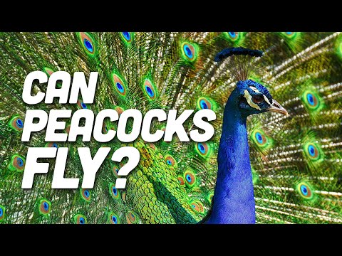 Do Peacocks Fly