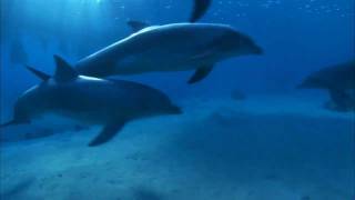Jamie Anderson - Dolphin (Dave Angel Rework 1) (Artform)
