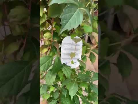 Vadszőlő | Parthenocissus tricuspidata 'Veitchii' | Gardencentrum.hu