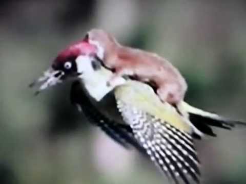 WEASEL RIDING ON A WOODPECKER'S BACK *AMAZING MUST WATCH*