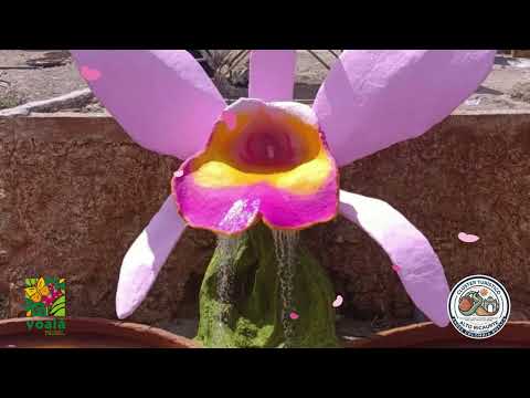 ¡Un Encuentro Mágico con la Naturaleza! 🦋 | Mariposario y Orquideario El Edén | Tinjacá, Boyacá