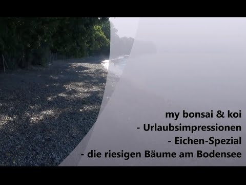 Impressionen 2020 - Urlaub-Eichen-Spezial - die riesigen Bäume am Bodensee