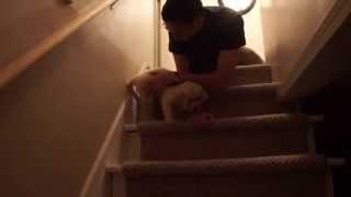 Owner teaches puppy how to go down stairs