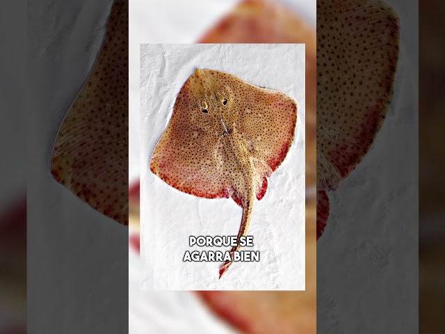 Vídeo relacionado con Alasum Mango Largo de - Pieza de Repuesto para Mango de Espada de Estilo japonés - Empuñadura de Repuesto para Espada samurái Japonesa con Envoltura para Artes Marciales y coleccionismo