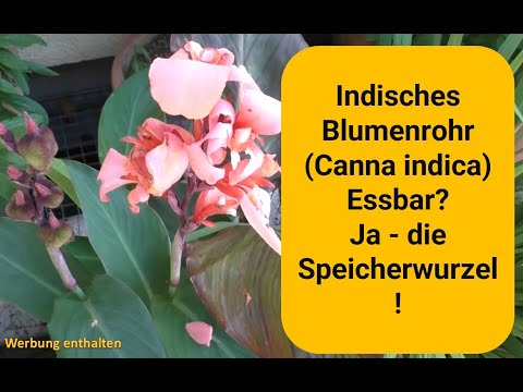 Selbstversorgung: Indisches Blumenrohr (Canna indica) - Essbare Speicherorgane! #selbstversorgung