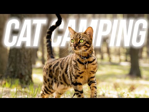 How To Camp With Your Cat