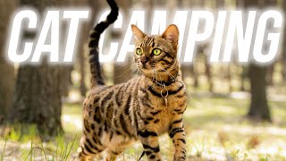 How To Camp With Your Cat