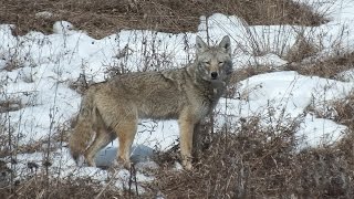preview picture of video 'Wild Coyote Stares Down Barking Dogs'
