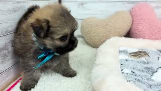 ハーフ犬の動画01
