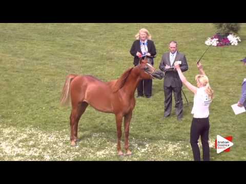 N.28 AWA WASEEM - Ströhen 2015 C-Show - Yearling Colts (Class 4)