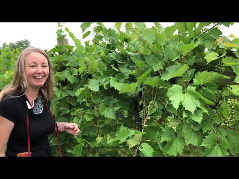 2020 Summer Virtual Orchard Tour- Shoot and cluster thinning of Frontenac wine grapes
