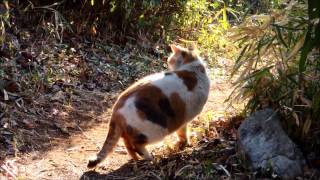 【女声】嵐の『サワレナイ』歌ってみた【cover song】