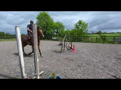 4 yr old by Vivant van de Heffinck - Image 2