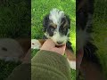 Mini Bernedoodle dogs for sale: Rosie - Video 1