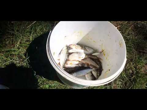 Pescuit pe canale,jud.Calarasi