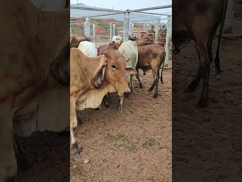 FEIRA DO GADO EM CIPÓ BA,NOVILHAS BOAS