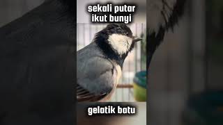 Download lagu ikut bunyi #glatik #pancingangacorpagihari #pancingangelatikbatu #shortsvideo #gelatik #gelatikbatug mp3 Download lagu ikut bunyi #glatik #pancingangacorpagihari #pancingangelatikbatu #shortsvideo #gelatik #gelatikbatug mp3