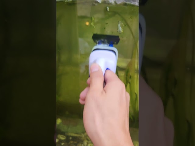 Vídeo relacionado con Herramienta de Limpieza Magnética, Imán para Algas Limpia Cristales Acuario Accesorios Acuario Herramienta de Limpieza de Peceras Adecuado para Ventanas, Ventanas de Acuarios, Puertas de Vidrio