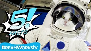 5 Adventurous CATS Who Lived on the Edge | 5 FACTS