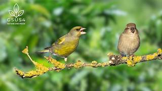 Download lagu Birds Chirping - 11 Hours of Nature Sounds for Studying, Sleep, and Stress Relief | Relaxing Sounds mp3