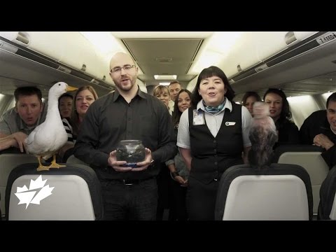 Introducing WestJet's #FurryFamily program | April Fool's