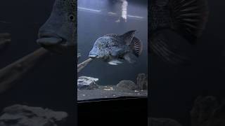 Amazing Black Nasty Cichlid