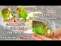 Best Soft Food For Budgies Parrots In Summer Season Urdu And Hindi