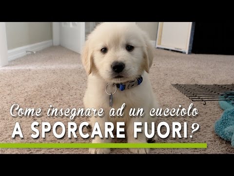 Vermi in che intestini Come guarire vermi in una vagina