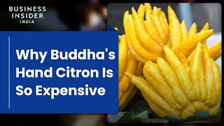 Why Buddha's Hand Citron Is So Expensive