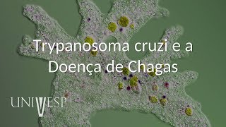Parasitologia - Aula 06 - Trypanosoma cruzi e a Doença de Chagas