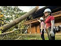 Two Female Loggers Accidentally Knocked Down A Giant Tree Onto A Villager S House Oh My God