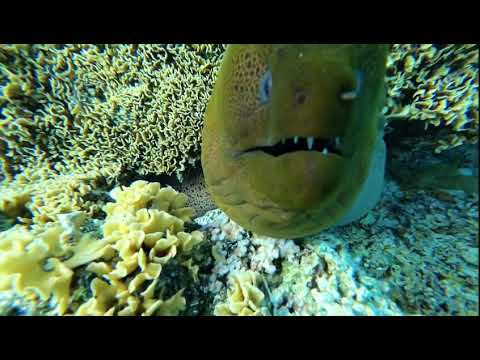 Moray eel in Bora Bora