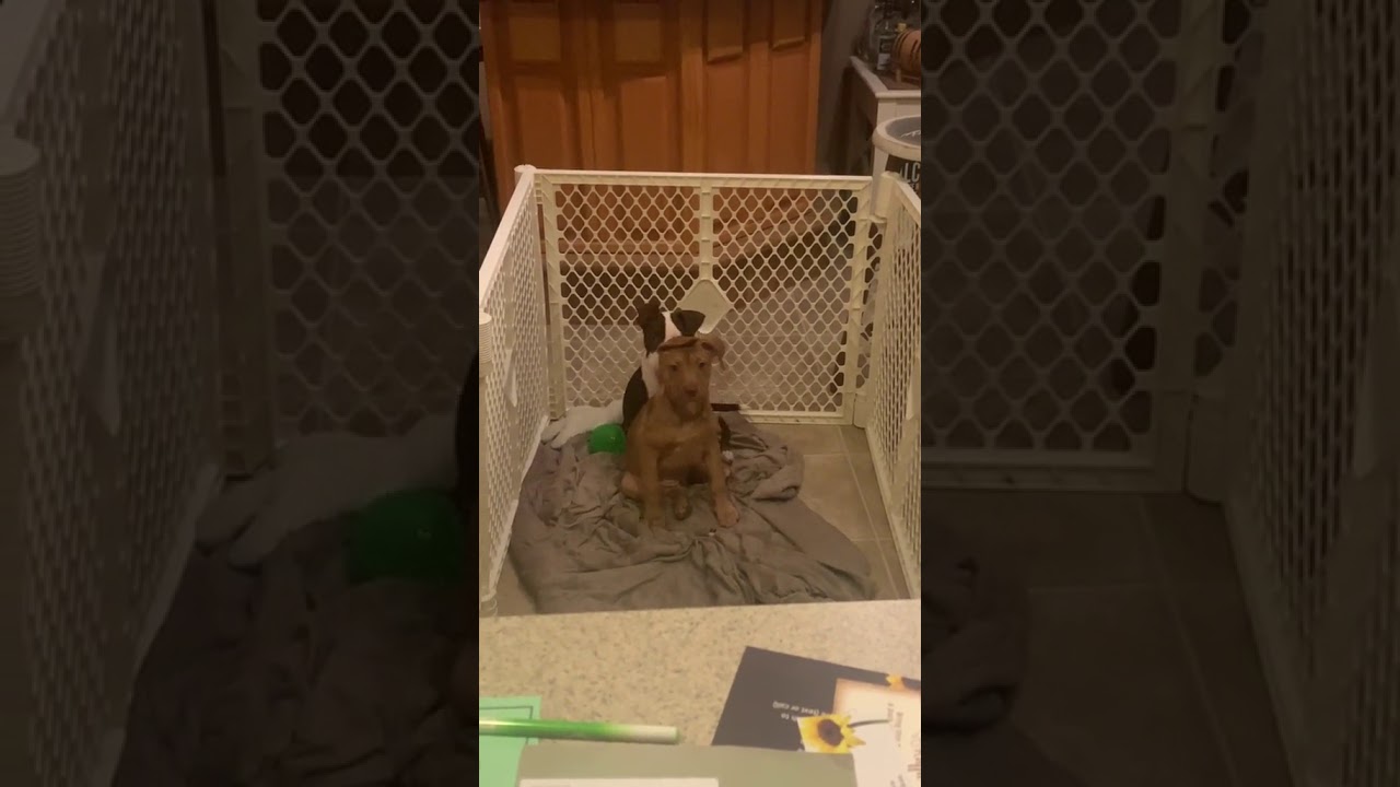 YouTube video preview