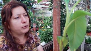 Musa o banano: consigli su come coltivarlo