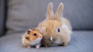 気持ちが辛いときに見る癒し可愛い動物まとめ