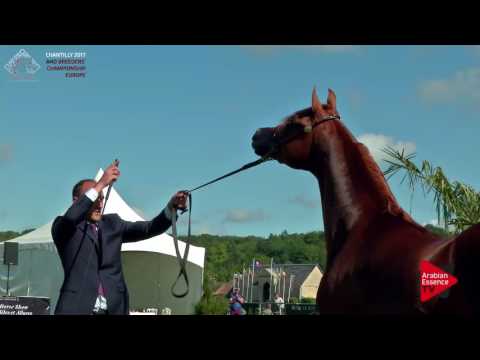 N.78 MAGNUMS VOLCAN K.A. - Chantilly 2017 European BC - 3 Years Old Colts (Class 7)