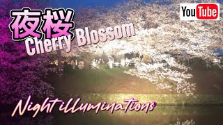 夜桜, Cherry Blossom (night illumination)