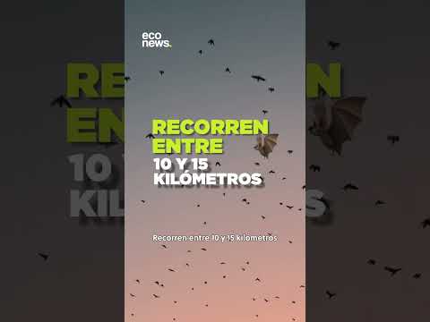 🦇 La colonia de murciélagos urbanos más grande del país vive en Rosario